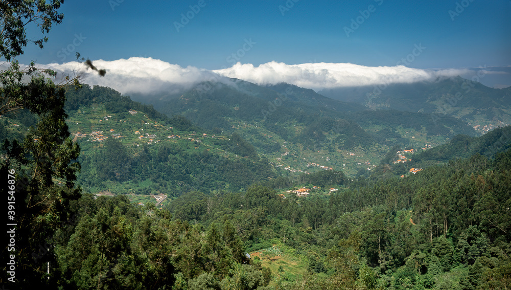 Valley in Madeira, Portugal with eucalyptus trees Valley in Madeira, Portugal with eucalyptus trees