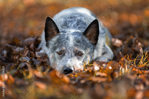 Blue heeler dog is lying down on fallen autumn orange leaves. Portrait of australian cattle dog at nature. © Neira