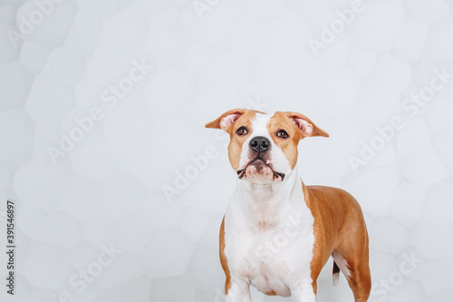 Concentrated dog pitbull terrier stands and looks straight at the camera isolated on white background. Studio portrait.