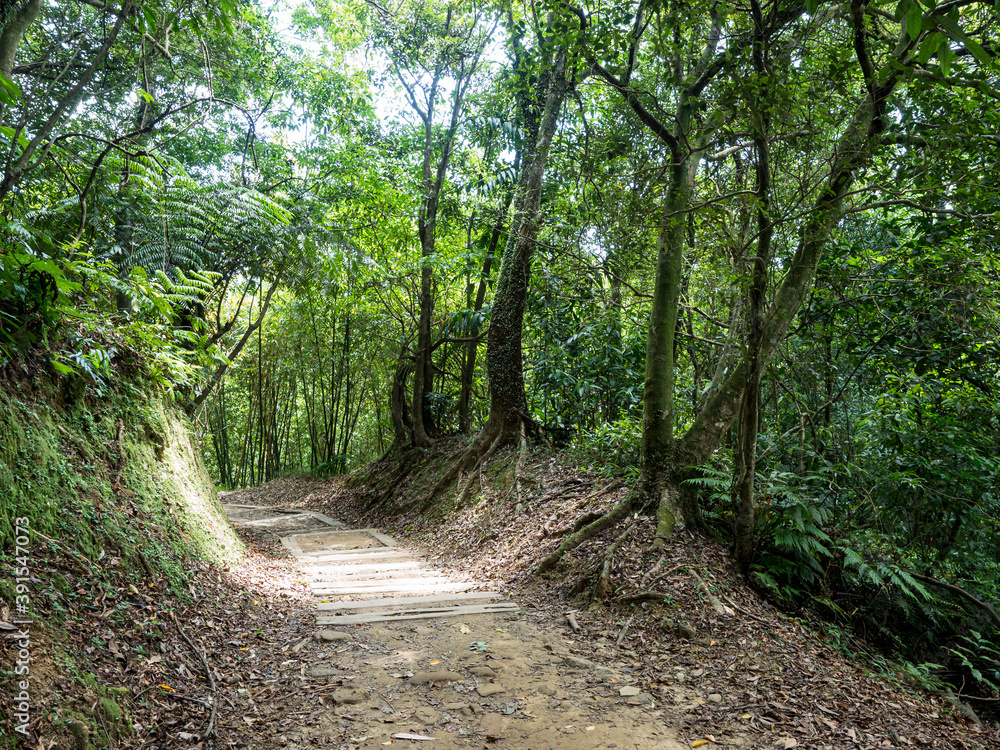 Hiking path and sunset in beautiful woods view Hiking path and sunset in beautiful woods view