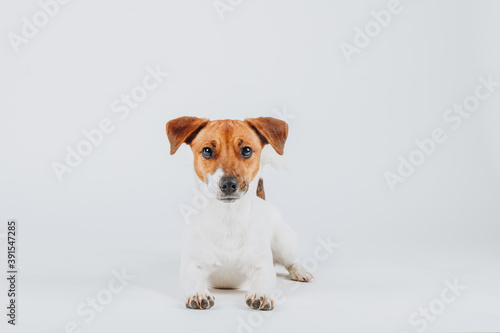 Concentrated dog jack russell terrier puppy lies down and looks straight at the camera isolated on white background. Studio portrait.