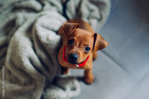 Little dog at home in the living room. Miniature pinscher puppy at home..