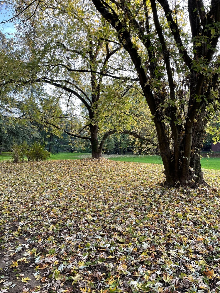 Foliage d'autunno a Basiglio - Parco Sud Milano Foliage d'autunno a Basiglio - Parco Sud Milano