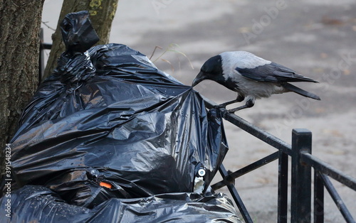 A crow sitting on a fence pecks at a garbage bag on a city street