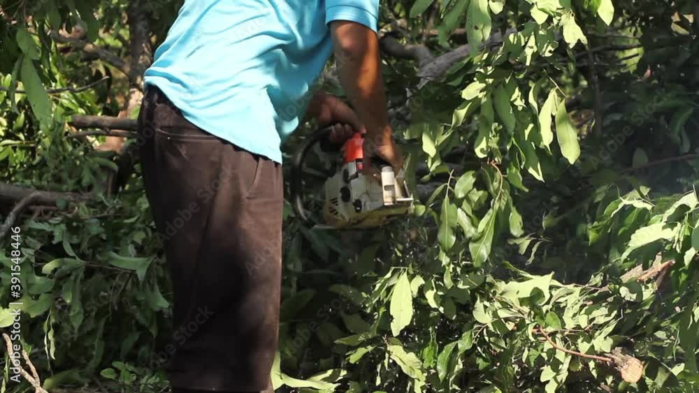 A man cutting a tree in forest for making a firewood. Deforestation and forest Smuggling concept. A man cutting a tree in forest for making a firewood. Deforestation and forest Smuggling concept.