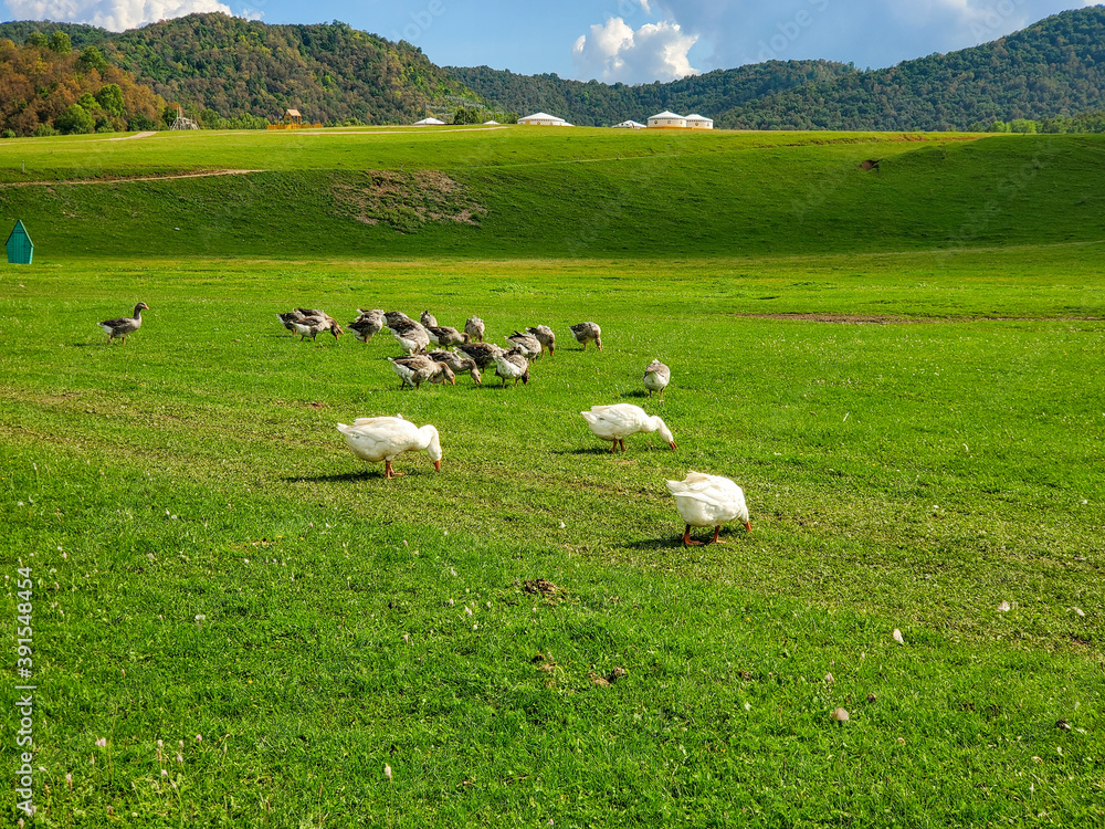 Domestic white and gray geese in a green meadow, beautiful landscape in the countryside. Domestic white and gray geese in a green meadow, beautiful landscape in the countryside.