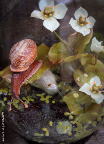 a snail drinks water from a lake selective focus © ILONA