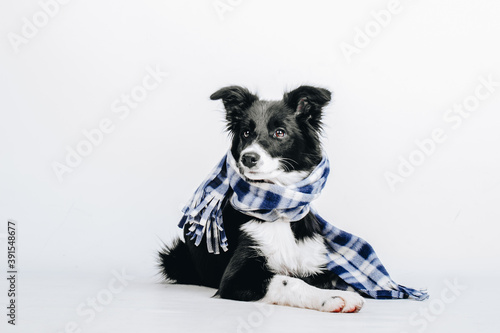 Leinwand Poster Studio portrait of a cute puppy dog border collie with checkered scarf around the neck isolated on white background