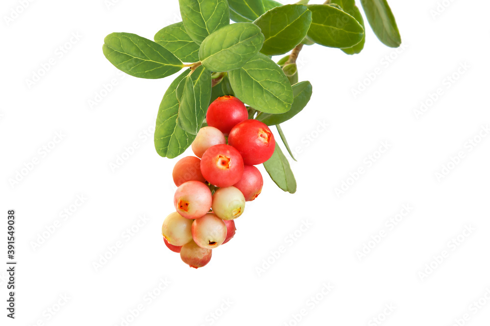 Branch of cowberry isolated on white Branch of cowberry isolated on white
