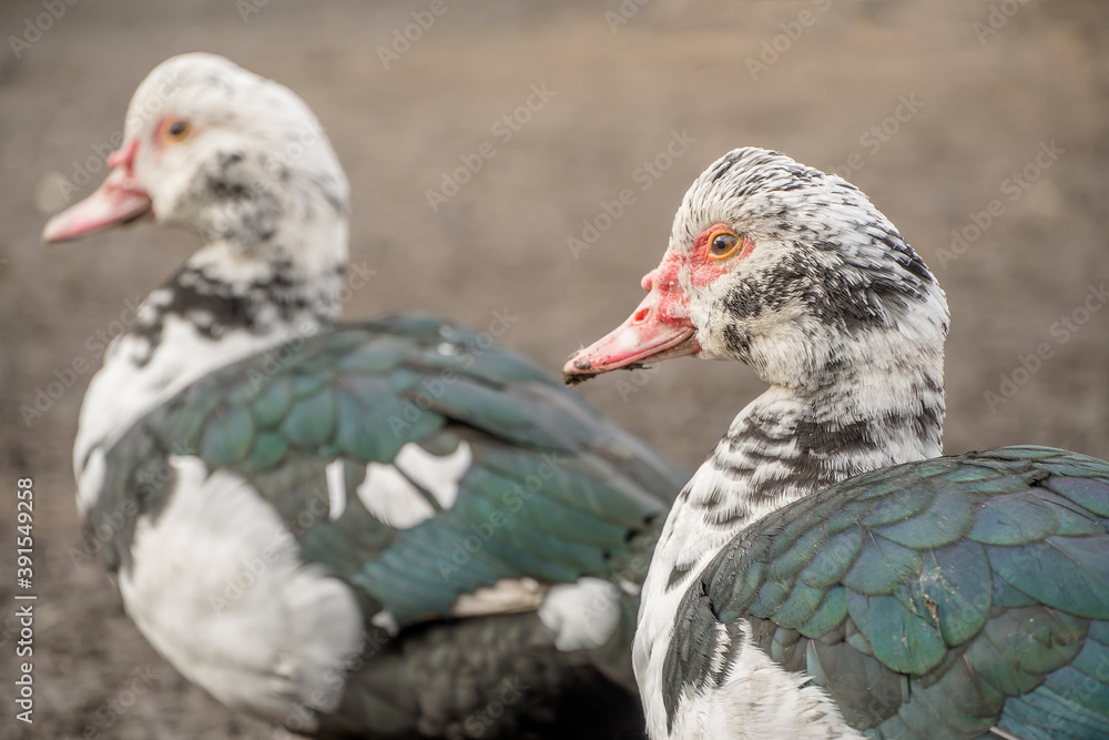 Female duck close-up. Indoda is on the farm. Female duck close-up. Indoda is on the farm.