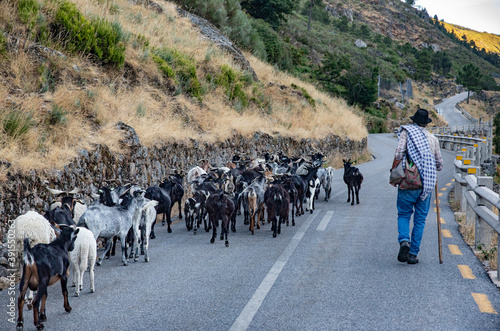 Shepherd with his flock of sheep on the road