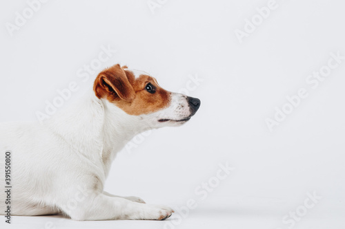 Studio portrait of a jack russell terrier. Dog's profile. Horizontal, isolated on white background. © Stanislava