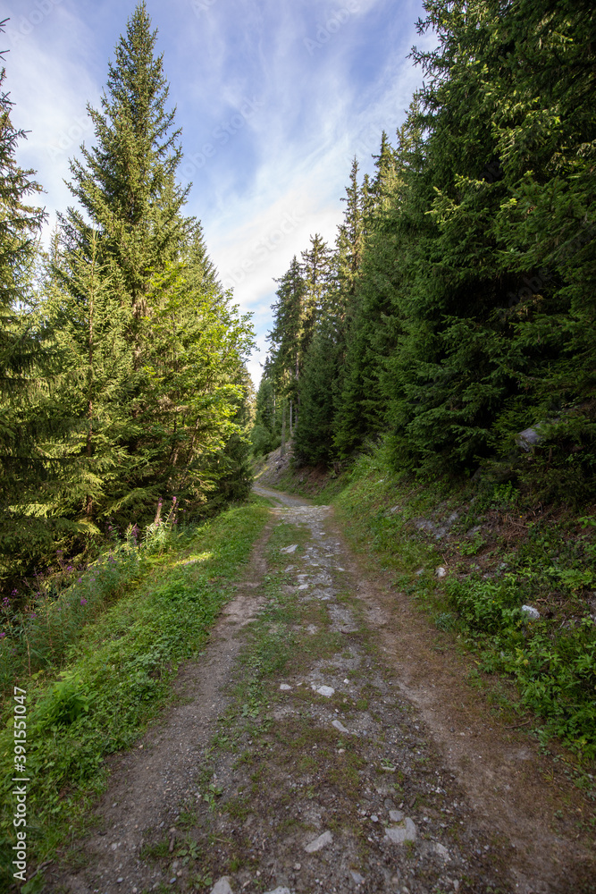 Fototapeta premium chemin de montagne en foret