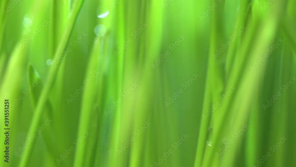 Abstract macro shot of blades of green grass. Dew drops shine with splendor. Beautiful lens blur bokeh. Сloseup rotation Abstract macro shot of blades of green grass. Dew drops shine with splendor. Beautiful lens blur bokeh. Сloseup rotation