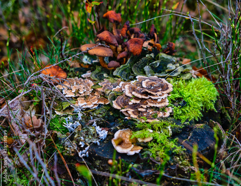 Pilzvegetation auf einem Baumstumpf Pilzvegetation auf einem Baumstumpf