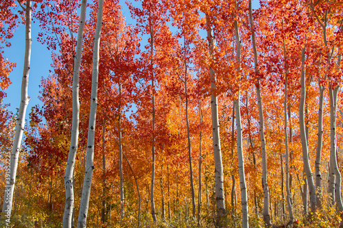 autumn trees in the forest