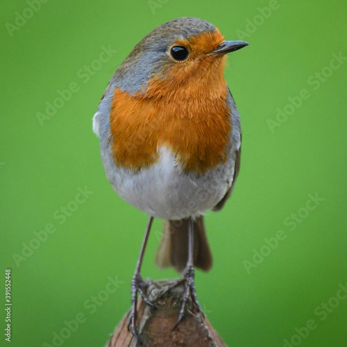 A robin looking sideways at the camera.