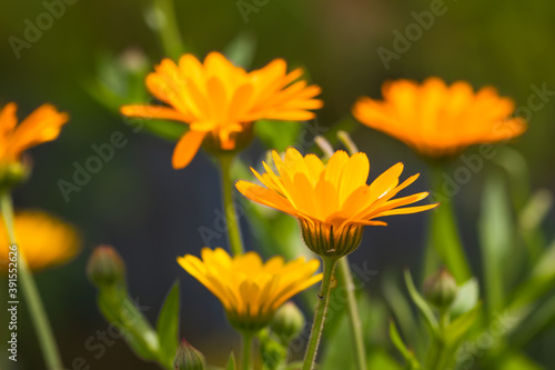 yellow flowers in the garden © Sergey