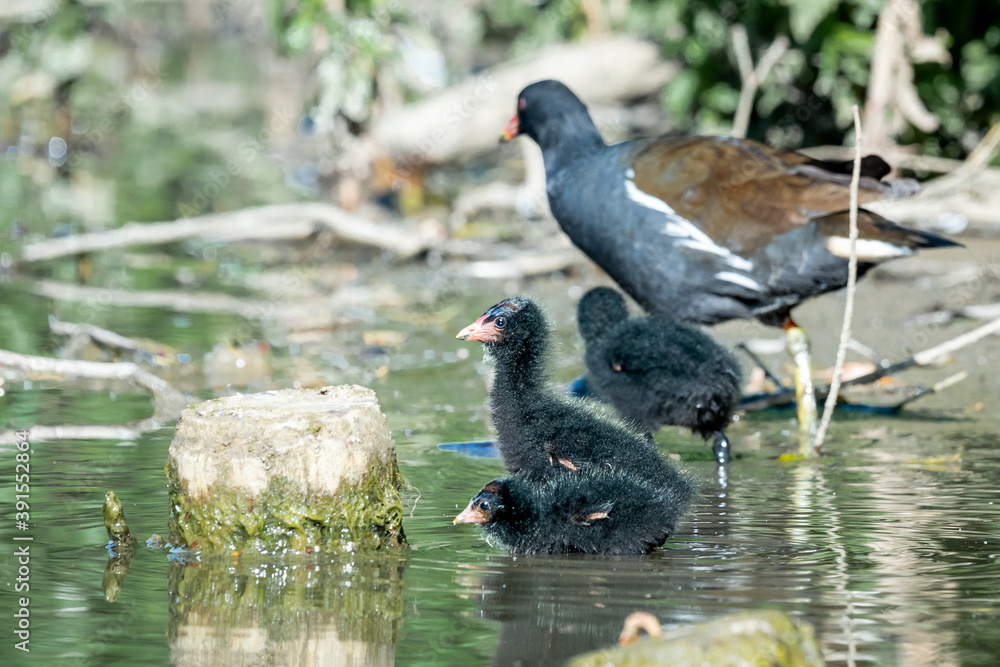 A Mother Common Moorhen And Its Juveniles A Mother Common Moorhen And Its Juveniles