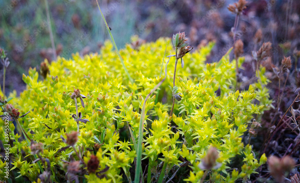 Obraz premium flowers in the grass
