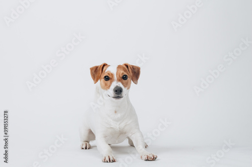 Studio portrait of a jack russell terrier. Dog lays down . Isolated on white background.
