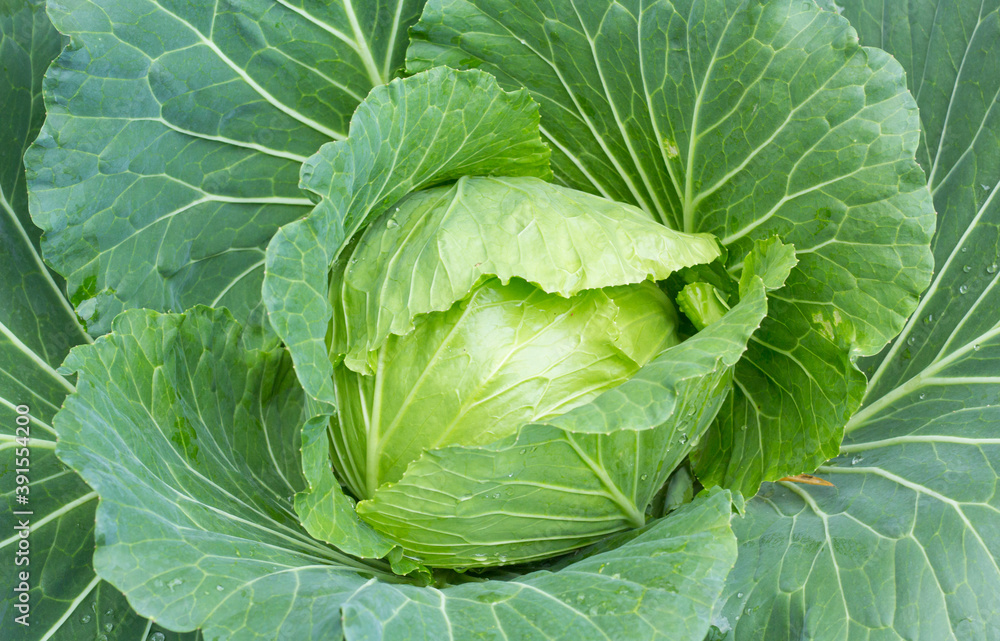 cabbage in the garden cabbage in the garden