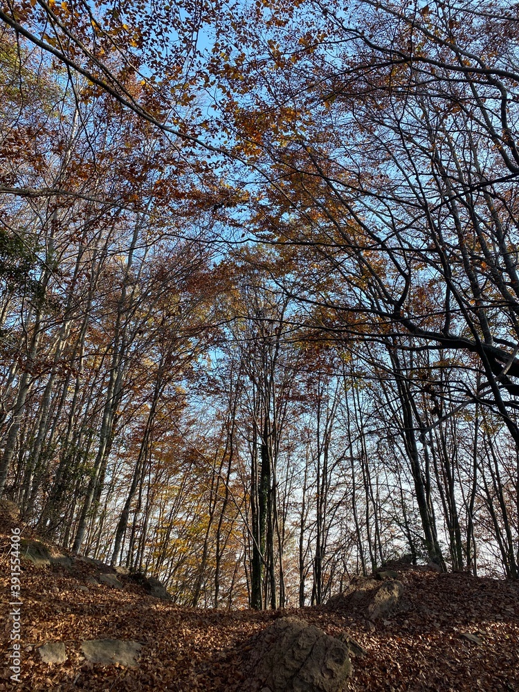 Fototapeta premium Espectaculares fotos de la naturaleza en Otoño