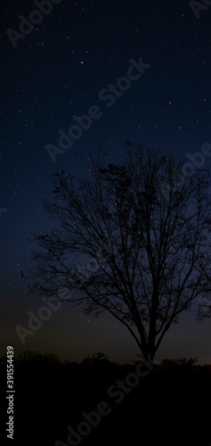 Pecan tree in late fall with stars behind