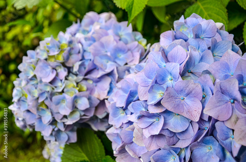 Close up of hydrangea flower in blue and violet flowers