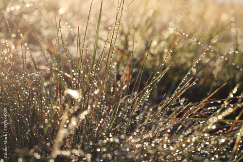 The sun rises and the rays shine through the grass covered with dew