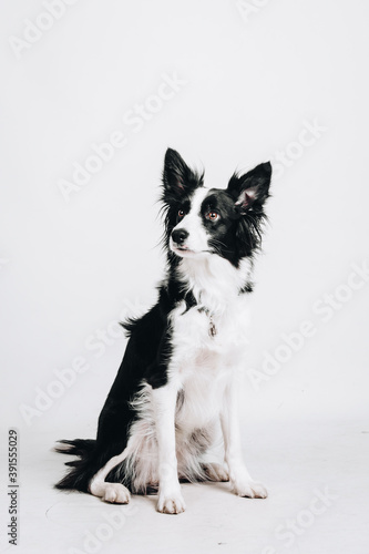 Studio portrait of a border collie. Dog sits. Isolated on white background.