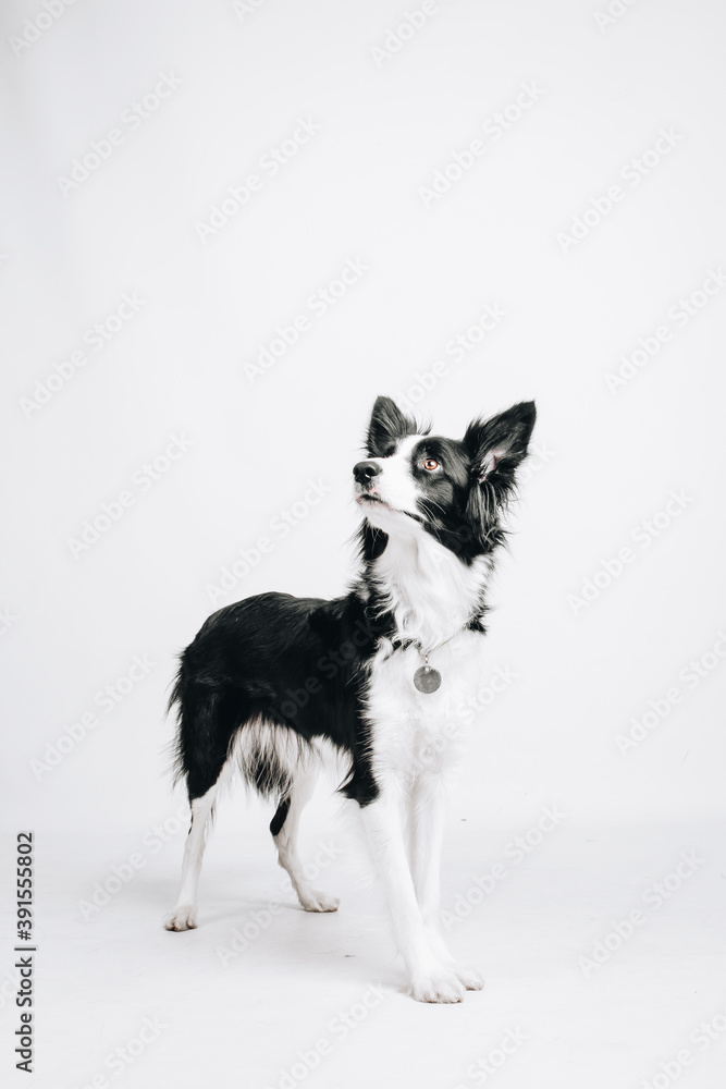 Studio portrait of a standing border collie dog. Isolated on a white background. 
