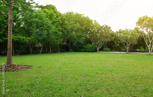 green grass field and tree in the park
