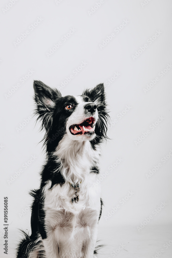Studio portrait of a border collie. Dog isolated on white background.