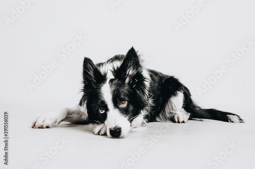 Cute sad puppy dog border collie lies down and looks straight isolated on white background. Studio portrait. © Stanislava