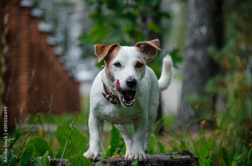 a white dog with red ears sits on a wooden stump near a brown fence in the grass a white dog with red ears sits on a wooden stump near a brown fence in the grass