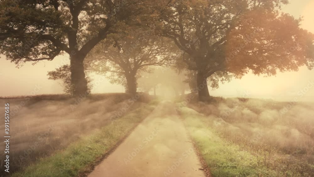 Enchanted country road in the first light of morning with foggy misty dew weather Enchanted country road in the first light of morning with foggy misty dew weather