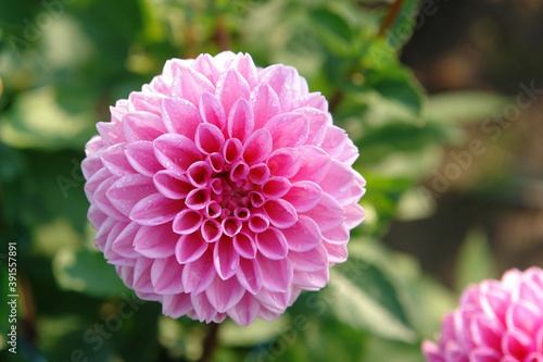 A deep rose pink with subtle light white edging dahlia flower of the 'Sandra' variety (ball type) in full bloom in the garden on a sunny morning, close up, copy space for text