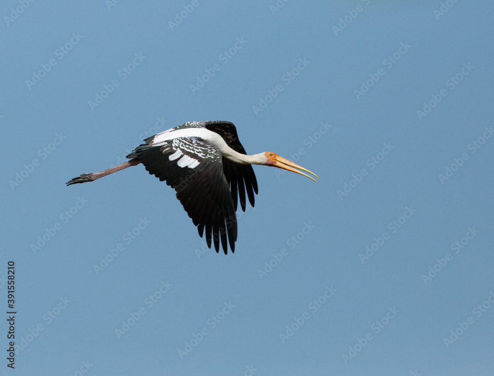 Obraz premium Painted Stork. This is a rare residentspecie of Thailand which could be found at mangrove forest, river or lake all over the country. 