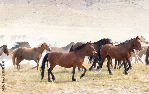 Wild Horses in Spring in the Utah desert