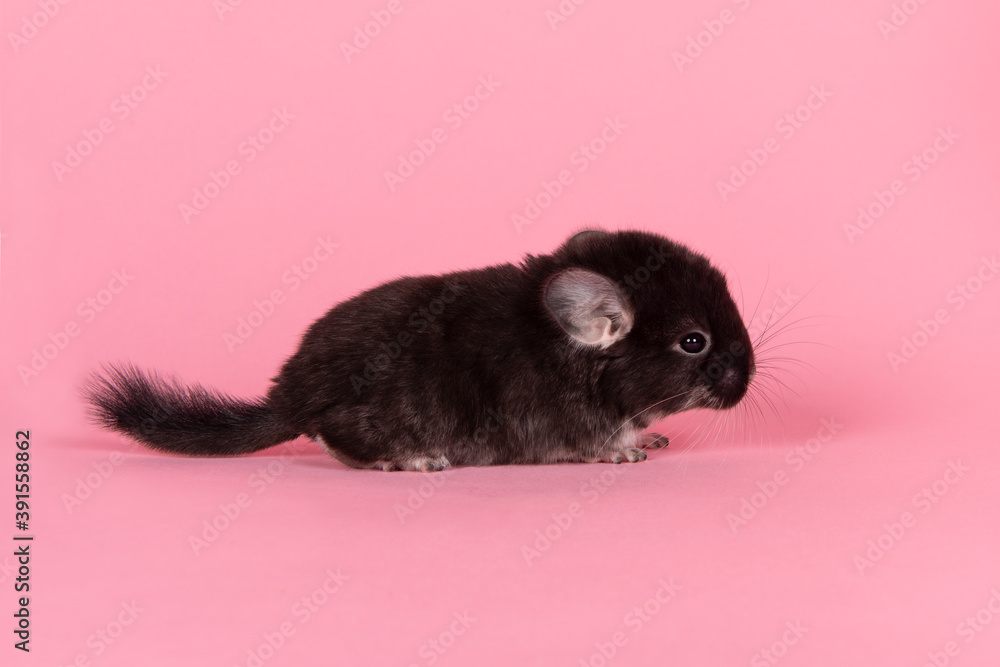 Cute black baby chinchilla together on a pink background seen from the side Cute black baby chinchilla together on a pink background seen from the side