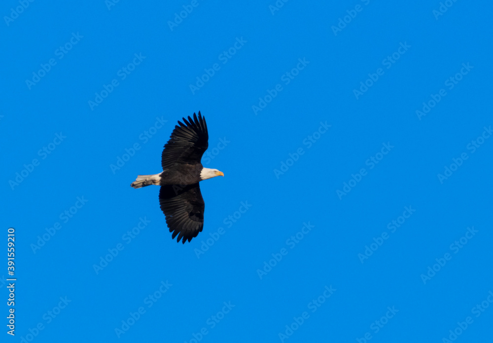 Bald Eagles at Eleven Mile Reservoir Bald Eagles at Eleven Mile Reservoir