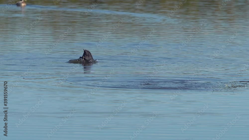 Wild waterfowls coots dive in a water
Wild waterfowls coots dive in a water