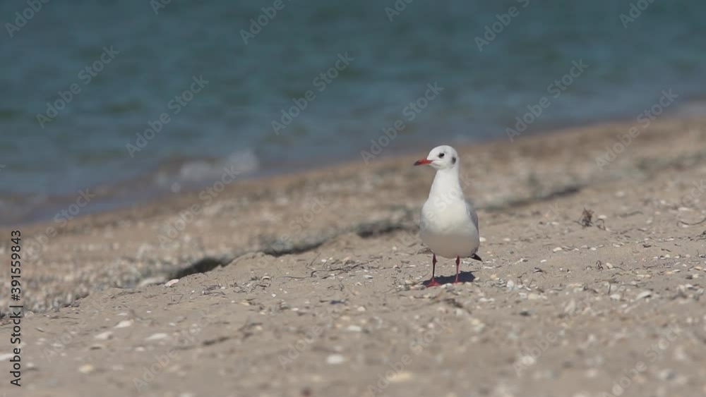 Seagull stands on a beach and takes off in slow motion Seagull stands on a beach and takes off in slow motion