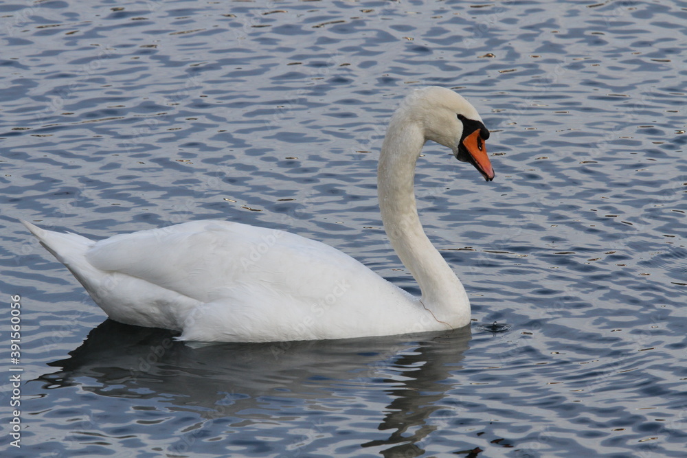funny swans in a swan lake Tschaikowski funny swans in a swan lake Tschaikowski