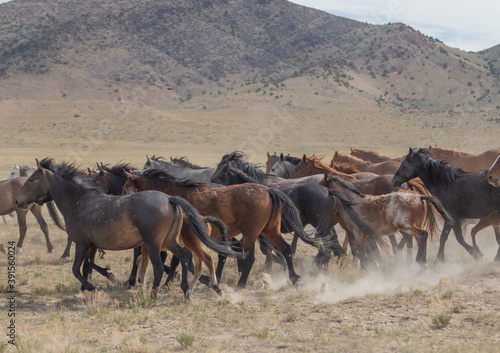 Wild Horses in Spring in the Utah desert © natureguy