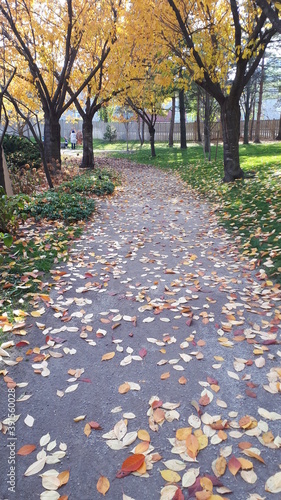 Garden During Autumn