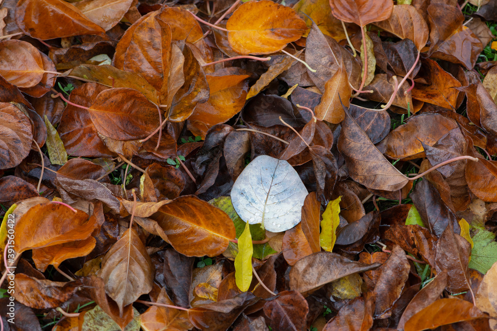 Wet autumn leaves with water drops. Autumn background. Wet autumn leaves with water drops. Autumn background.