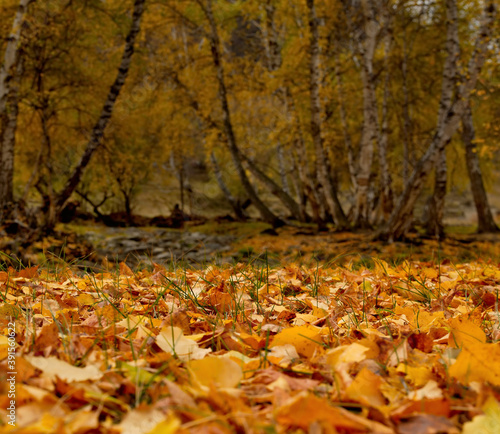 Russia. South Of Western Siberia. Mountain Altai. Golden carpet of leaves on the coast of the Big Ilgumen river near the village of Kupchegen.