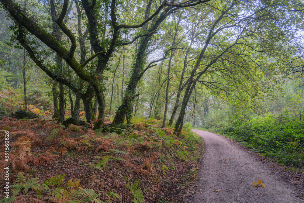 A forest path lined with aged oaks